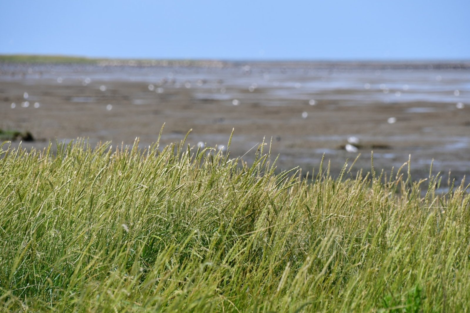 Nordsee_Ostfriesland (c) Alexander Daun